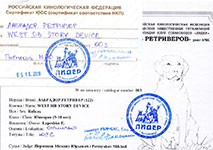 ТЖ Питомник WEST SIB STORY DEVICE РКФ Сертификат от 05.10.2019г. (ЮСС)